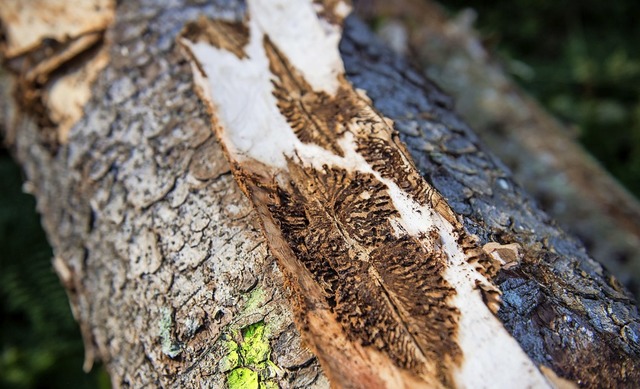Der Borkenkfer macht den Waldbesitzern nach der Trockenheit schwer zu schaffen.  | Foto: Lino Mirgeler