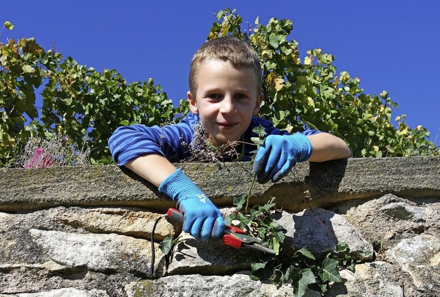 Schnippschnapp und das Unkraut ist ab:...rx bei der Arbeit an der Trockenmauer.  | Foto: Simone Hippchen