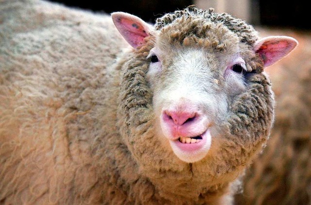 Schaf Dolly war das erste geklonte Su...schung in der Fachzeitschrift Nature.   | Foto: Curtis