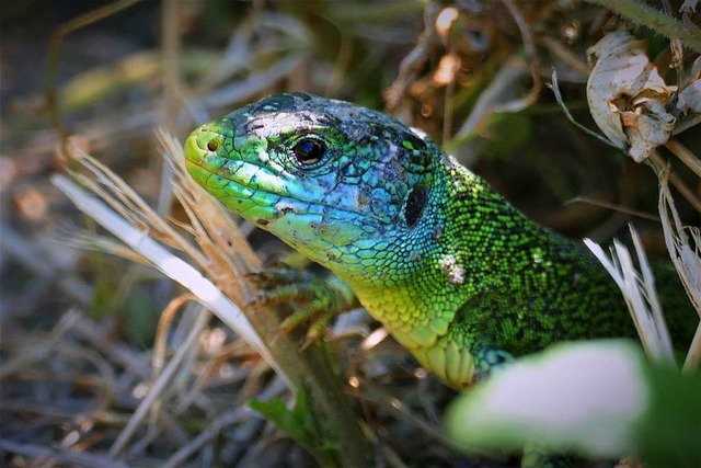 Wunderschn: Smaragdeidechse  | Foto: Silke Kohlmann