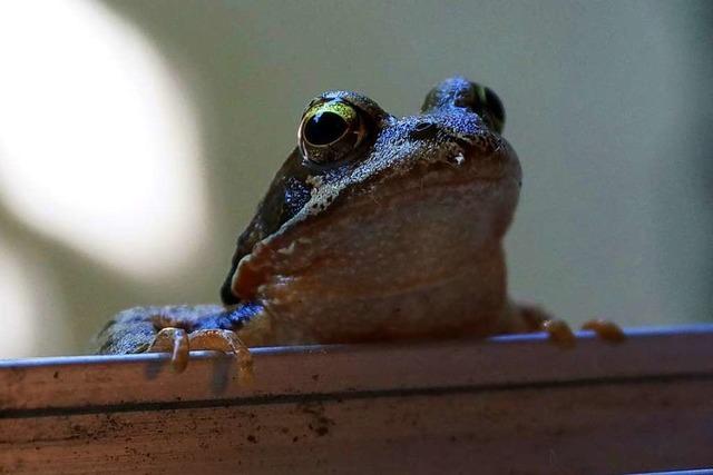 Frosch guckt in Badezimmer in Betzenhausen