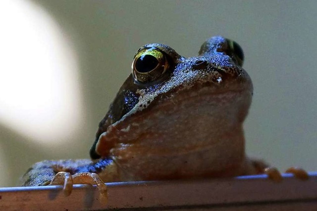 Frosch in Betzenhausen.  | Foto: Norber Heller