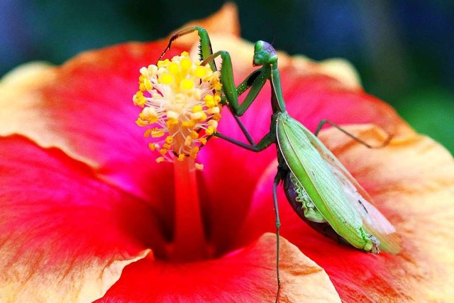 Gottesanbeterin auf einer Hibiskusblte  | Foto: Siegmund Stanke