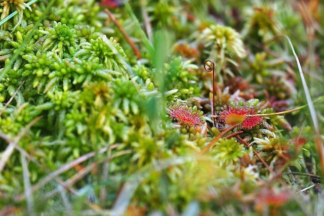 Ist ein Moor gesund, wachsen dort  sel...inks) und der langblttrige Sonnentau.  | Foto: Susanne Gilg