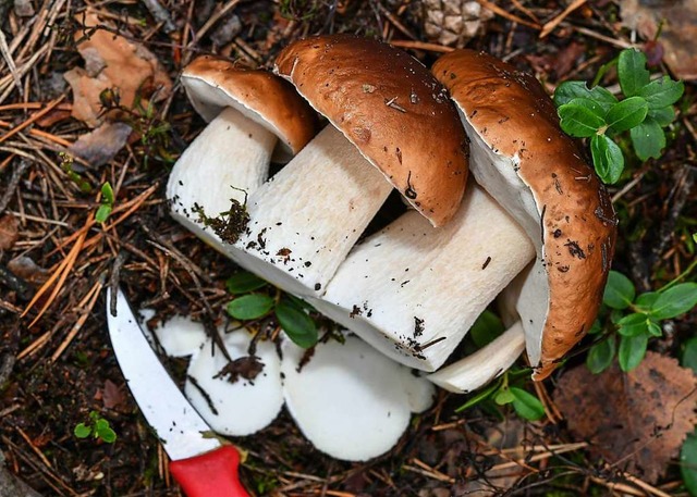 Besonders viele Steinpilze sind heuer zu finden.  | Foto: Patrick Pleul (dpa)