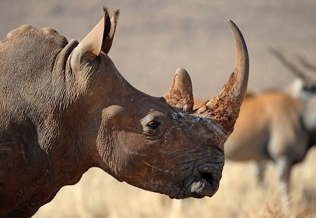 Mit Nashorn-Imitaten sollen Rhinozeros... der Vorschlag ist nicht unumstritten.  | Foto: Achim Scheidemann