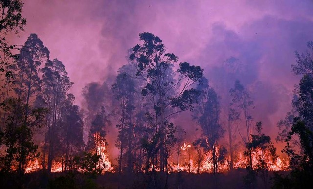 Buschbrnde gibt es in Australien jede...r fallen sie besonders dramatisch aus.  | Foto: PETER PARKS (AFP)
