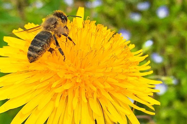 Sinnvolle Wege zum Schutz der Biene wa...altung im Nellie Nashorn (Symbolbild).  | Foto: Helmut Seller