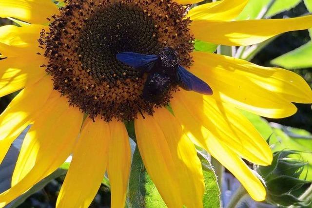 Diese Blaue Holzbiene in Nimburg ist ein richtiger Brummer