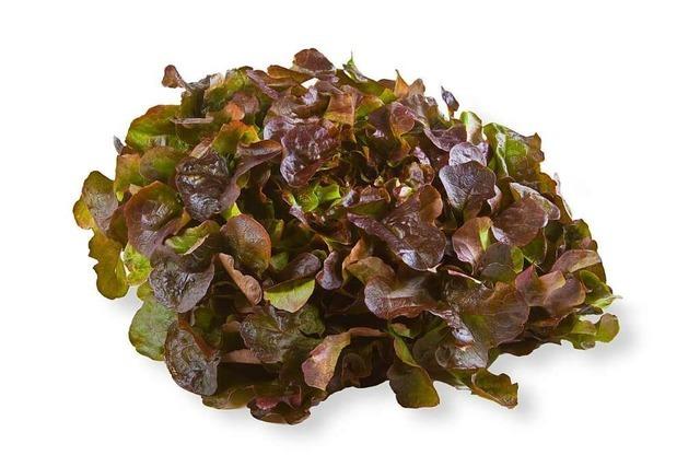 Mild und nussig: der Eichblattsalat
