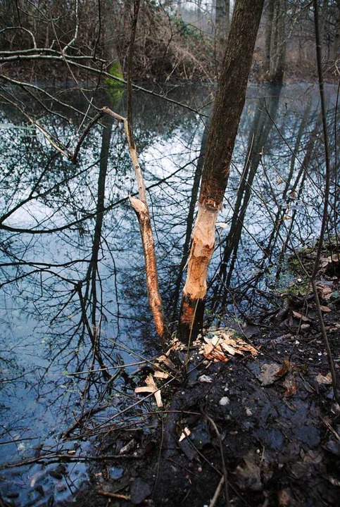Frische Bissspuren des Bibers am Ufergehlz im Sptjahr 2018  | Foto: Manfred Frietsch