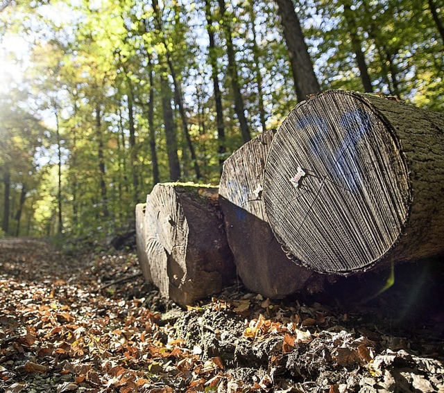 Mehr als doppelt so viel Holz wie gepl...ste in Btzingen eingeschlagen werden.  | Foto: Sebastian Gollnow (dpa)