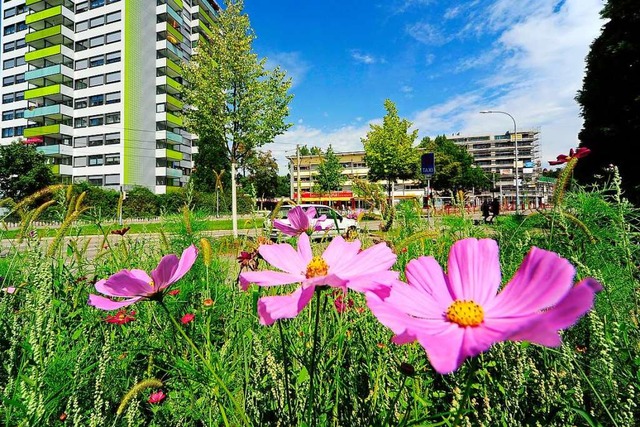 Eine Wildblumenwiese in Weingarten (Archivbild).  | Foto: Thomas Kunz