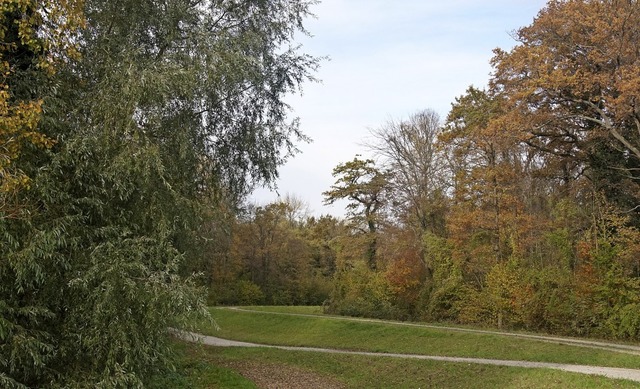 Der Wald in Rheinhausen hat einen ber...chtung von 2019 bis 2028 dokumentiert.  | Foto: Ilona Huege