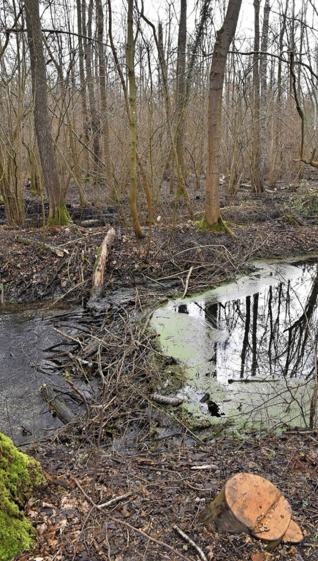 Am Riedkanal zwischen Wasenweiler und Gottenheim haben Biber einen Damm gebaut.  | Foto: Manfred Frietsch