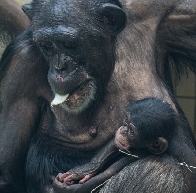   | Foto: Zoo Basel (Torben Weber)