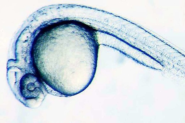 Zebrafischembryos werden oft fr Experimente verwendet.  | Foto: Biozentrum Basel