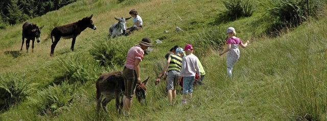 Geien, Esel und Alpakas betreut der Menzenschwander Landschaftspflegeverein.  | Foto: Christiane Sahli
