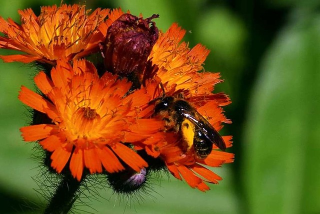 Der Schutz von Insekten &#8211; wie be...8211; ist ein Ziel des Volksbegehrens.  | Foto: Stefan Ammann