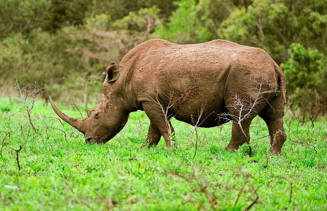 Ein Spitzmaulnashorn im Phinda-Naturschutzgebiet in Sdafrika  | Foto: Frank May (dpa)