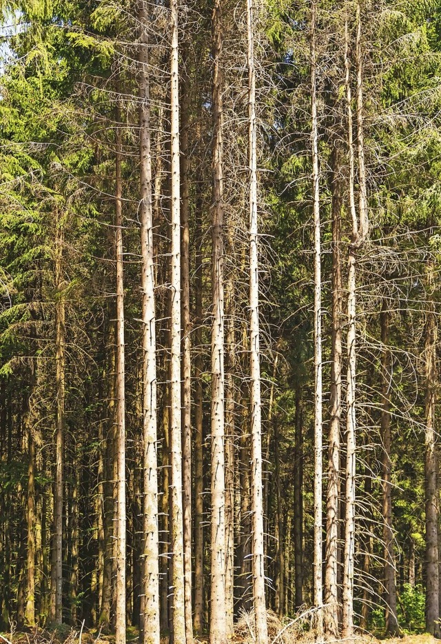 Die Holzpreise befinden sich derzeit i...rstbetriebsgemeinschaft Bettmaringen.   | Foto: Wilfried Dieckmann