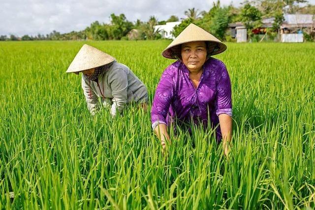 Mit Mangroven in Vietnam gegen den Klimawandel