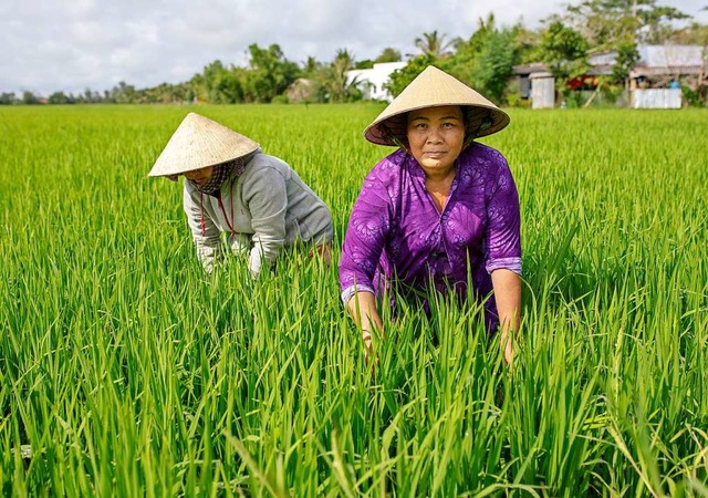 Vietnam ist zweitgrter Reis-Exporteur der Welt.  | Foto: Thomas Imo/photothek.net/GIZ