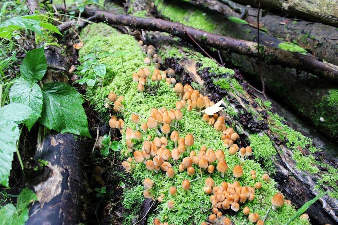 Einige Pilze wie diese Glimmertintling...sind in Verbindung mit Alkohol giftig.  | Foto: Annika Sindlinger