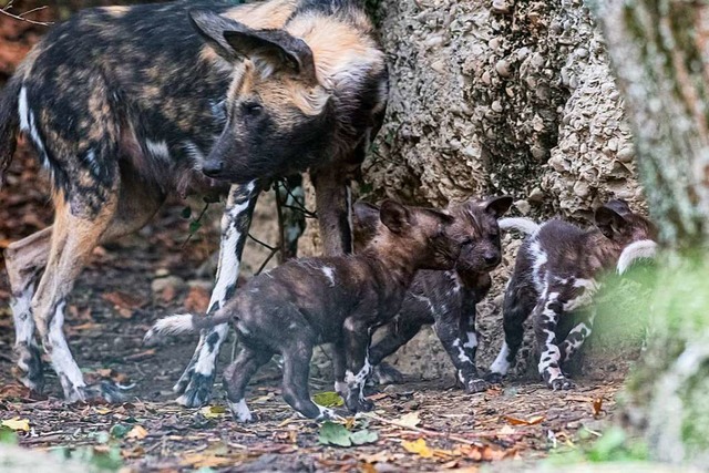 Nachwuchs bei den Afrikanischen Wildhunden im Zoo Basel  | Foto: Zoo Basel (Torben Weber)