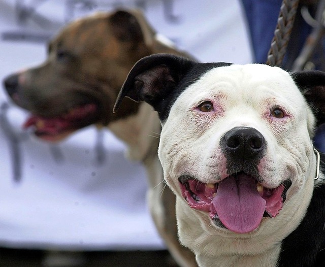 Fr Kampfhunde soll in Inzlingen ein e...nd als gefhrliche Hunderassen gelten.  | Foto: Tim_Brakemeier