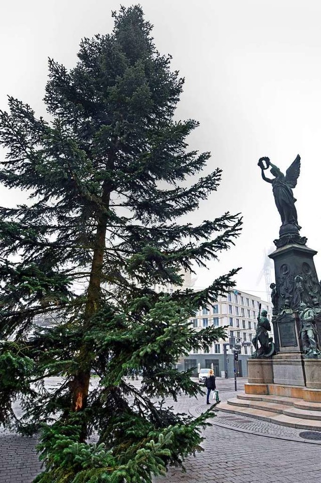 Der Baum am Europaplatz ist 17 Meter hoch.  | Foto: Michael Bamberger