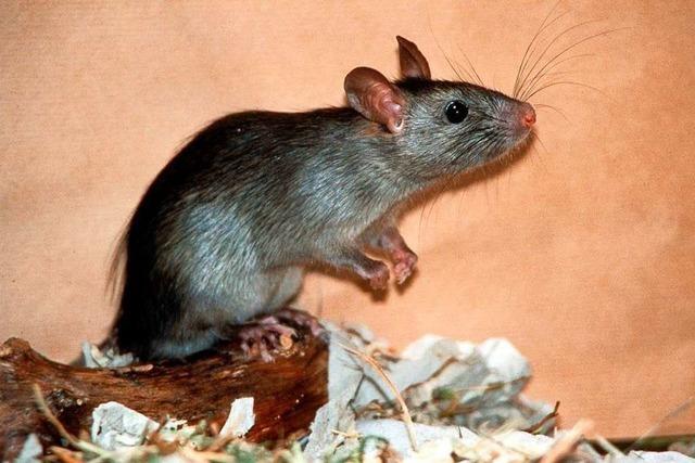 In Huttingen gibt es immer wieder Klagen ber Ratten