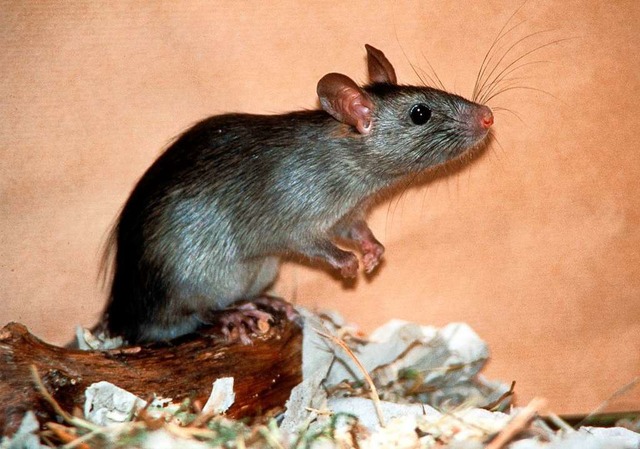 Ratten mgen  niedlich aussehen, sie s...r als Krankheitsbertrger gefrchtet.  | Foto: Zoologische Staatssammlung