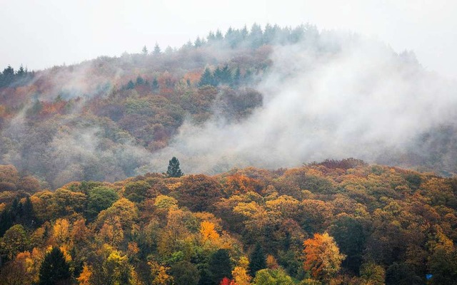 Nebelschwaden im herbstlichen Wald bei Heidelberg  | Foto: Christoph Schmidt (dpa)