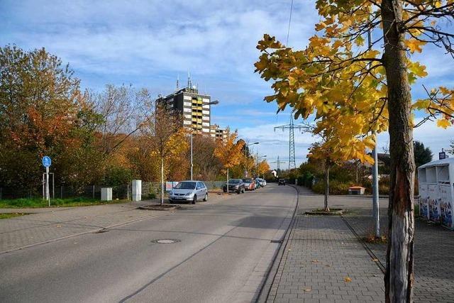 Bume im Offenburger Stadtgebiet leiden unter Klimafolgen