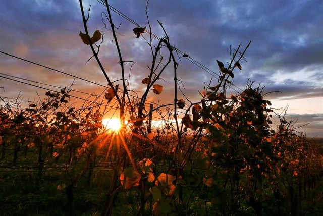 Herbst am Tuniberg.  | Foto: Dietmar Kohn