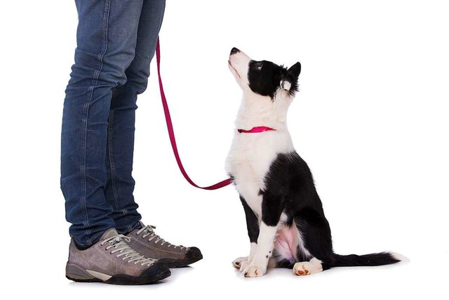 Wer einen Hundefhrerschein ablegt, le...igenheiten seines Haustiers umzugehen.  | Foto: DoraZett - stock.adobe
