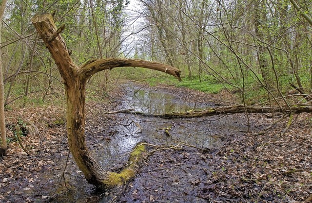 Der Weisweiler Wald ist in den vergang...so bleiben, ist momentan noch unklar.   | Foto: Patrik Mller