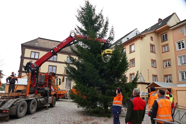 Der Weihnachtsbaum in Bad Sckingen wurde am Freitagvormittag aufgestellt.  | Foto: Hrvoje Miloslavic