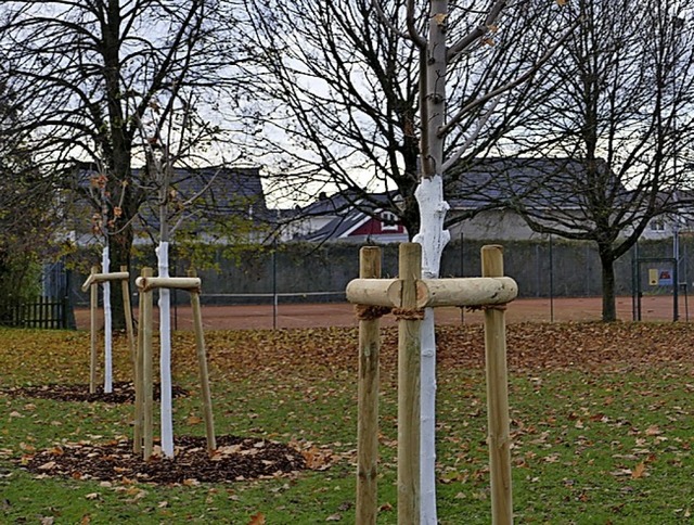 Drei der Ahornbume vom Eimeldinger We...nnisplatz, der vierte ist am Friedhof.  | Foto: Victoria Langelott