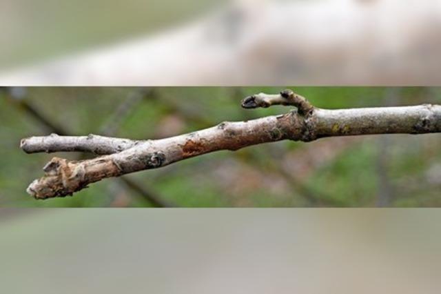 Mehr Kahlstellen im Wald