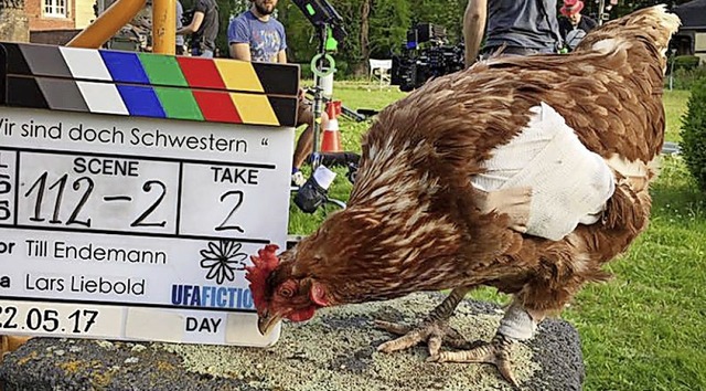 Das Huhn Sieglinde 2017 bei Dreharbeiten zu einem Film  | Foto: Aurelia's Filmtiere (dpa)