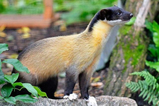 Warum Marder-Weibchen Manja weiter auf ihren Mann warten muss