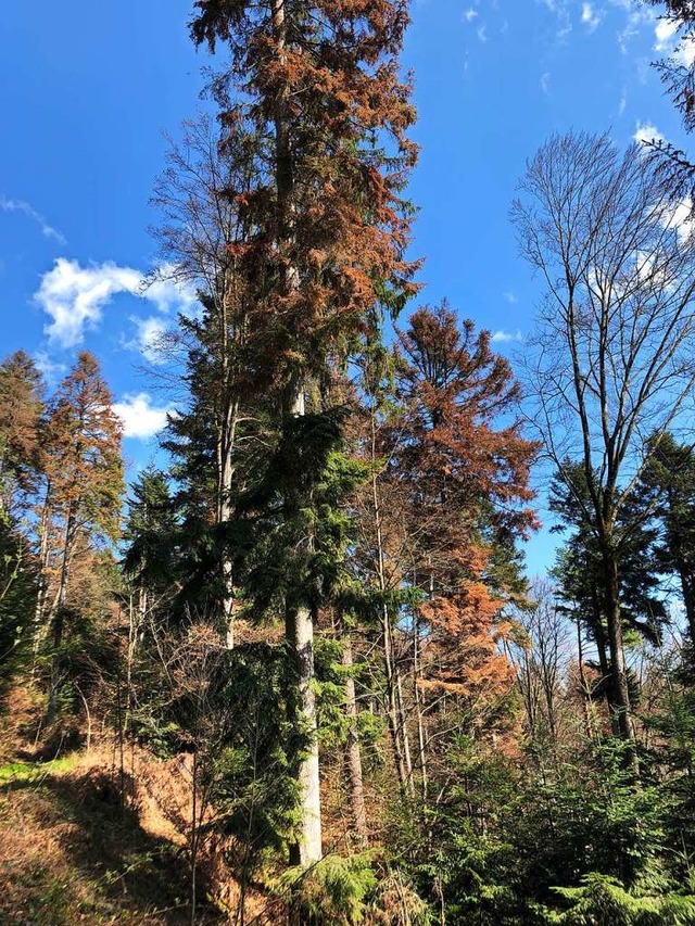 Um weitere Schden im Wald zu vermeide... Schadholz zgig aufgearbeitet werden.  | Foto: Landratsamt Ortenaukreis