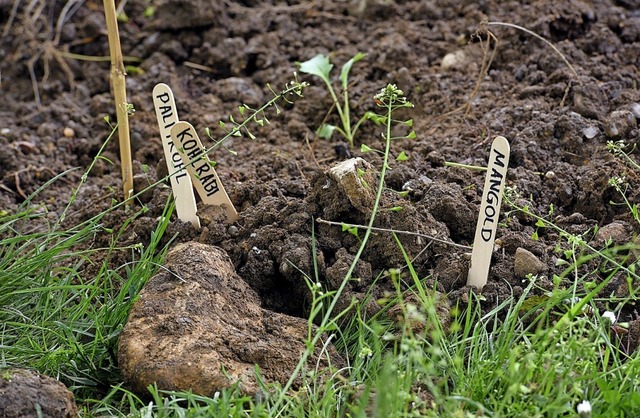 Mit dem Garten der Albert-Schweitzer-S...och zahlreiche weitere ausgezeichnet.   | Foto: Thomas Kunz