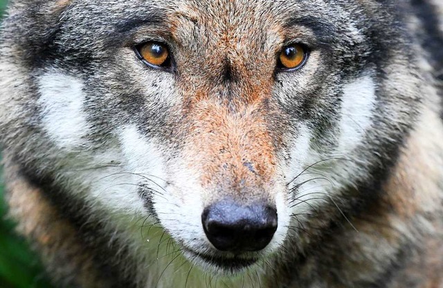 Dieses Foto eines Wolfes entstand in einem Tiergehege.  | Foto: Carsten Rehder (dpa)
