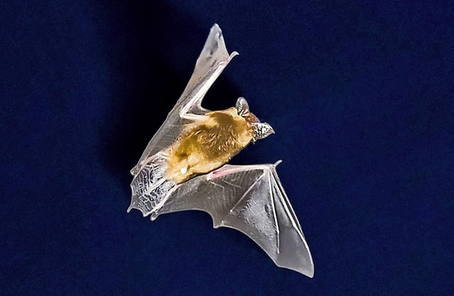 Eine  Fledermaus schwingt sich in die ...eses Tieres, die es zu schtzen gilt.   | Foto: Frank Rumpenhorst