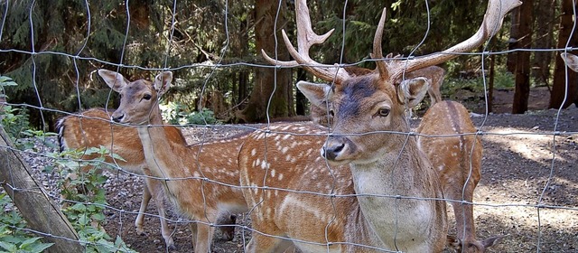 Nach vielen Jahrzehnten wird sich nich...er um die Tiere im Wildgehege kmmern.  | Foto: Claudia Renk