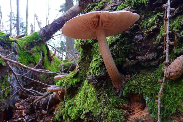 34 besonders schtzenswerte Biotope wi...wald gibt es im Ettenheimer Stadtwald.  | Foto: Klaus Fischer