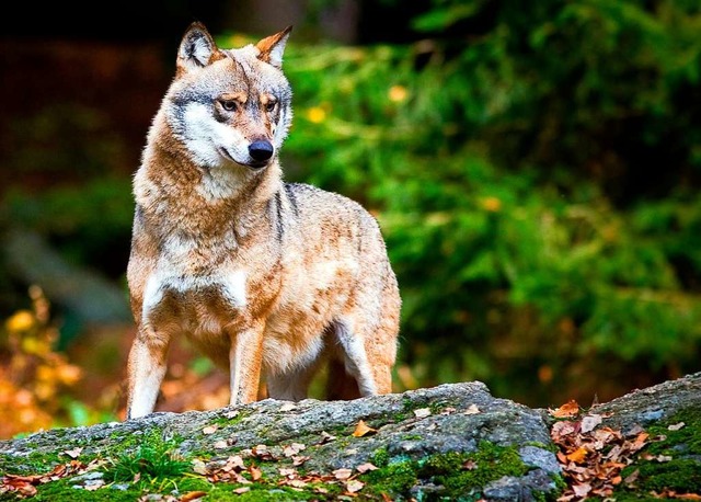 Mglicherweise ist ein Wolf im Sdschwarzwald unterwegs (Symbolfoto).  | Foto: Patrick Pleul